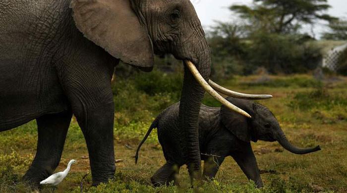 Rare Elephant Twins Born In Kenya