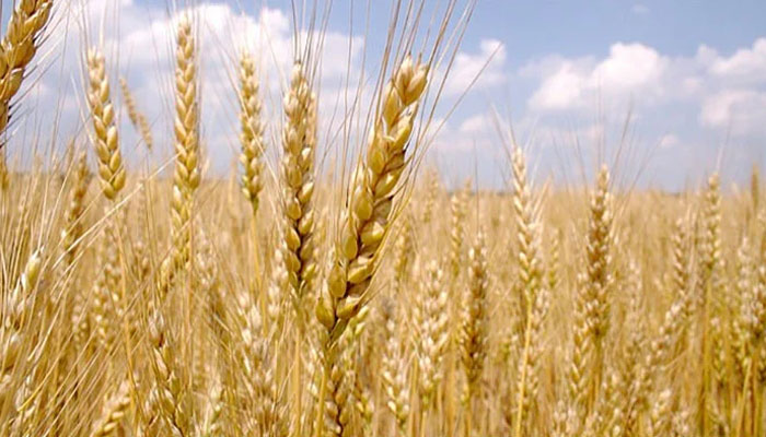 Wheat Crop Covers Over M Acres As Rabi Season Ends