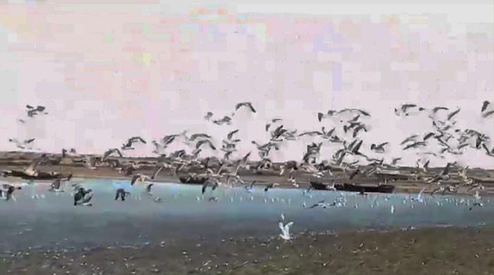 VIDEO: Siberian birds flock to Ormara's scenic Taaq beach in Balochistan