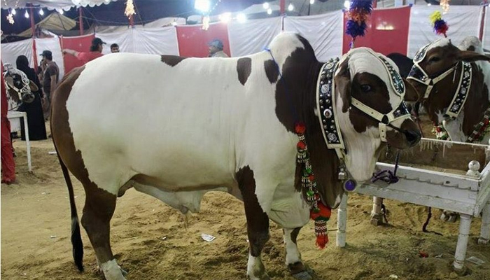 Eidul Azha 2018 in Pakistan: Cattle farms start luring buyers