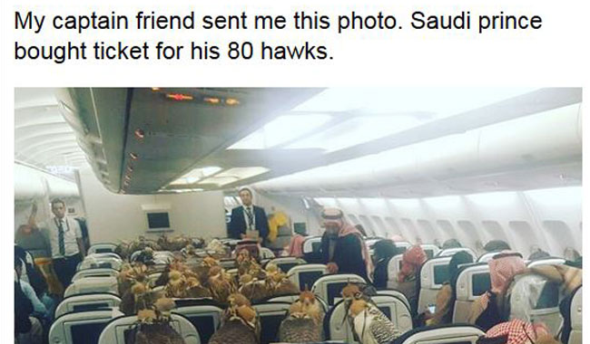 Saudi prince buys seats on a plane to transport his 80 falcons