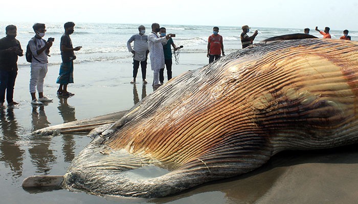 Two Dead Whales Wash Up On Bangladesh Beach