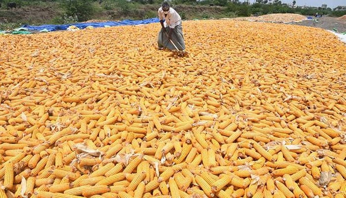 Pakistan offers corn cheaper than India in global market