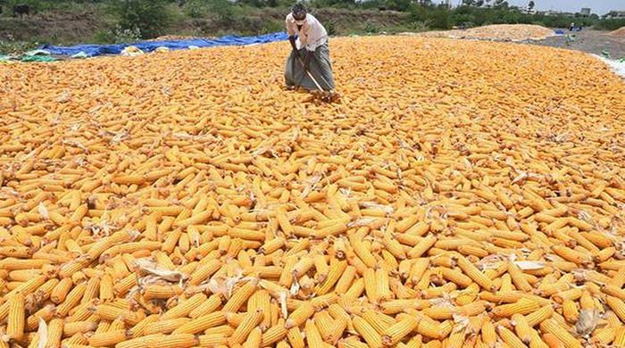 pakistan-offers-corn-cheaper-than-india-in-global-market