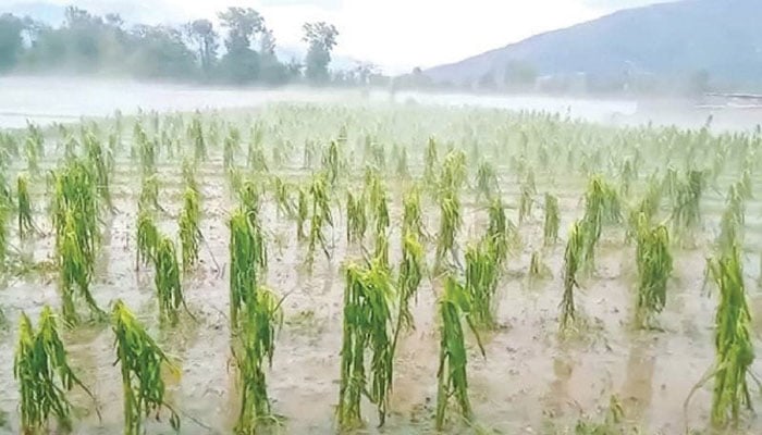 Rain, hailstorm damage crops in Tirah