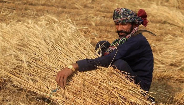 Sindh growers fear low wheat output sans DAP subsidy