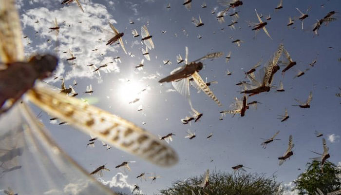 Japan hands over locust control tools to KP govt