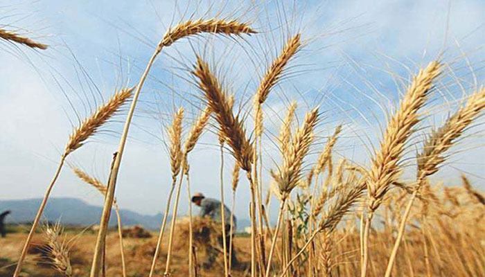 No wheat flour crisis anywhere in Sindh, claim ministers