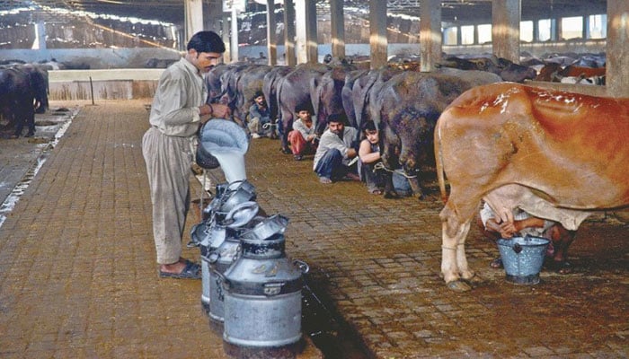 Process to fix milk price in final phase, SHC told