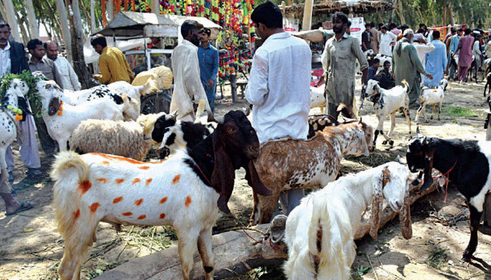 SHC restrains Malir Cantonment Board from setting up sacrficial animals’ market on private society’s land