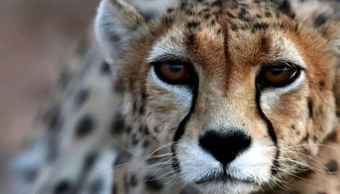 ‘Only 12 Asiatic cheetahs left in Iran’