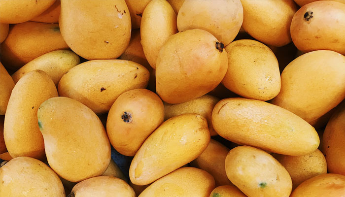 Modern orchard management practice to double mango production