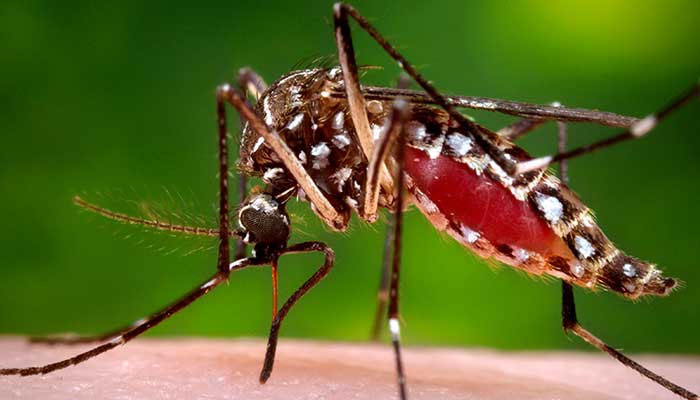 Post-Eid risk of dengue fever spread looms large. Photo: The News/File