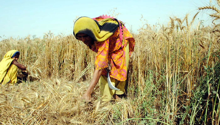 Peasants harvest wheat crops to get paddy grains at a field in Hyderabad, on October 11, 2021. — PPI