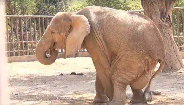 Treatment of ailing elephant Noor Jehan commences at Karachi Zoo today