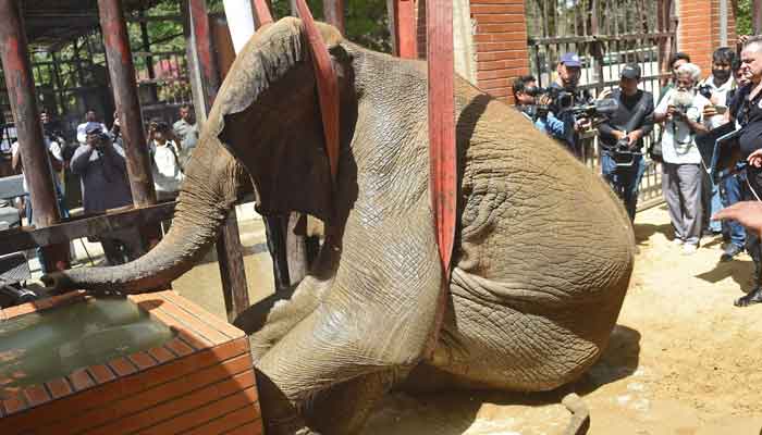 A team of veterinarians and wildlife experts from Four Paws International, examine elephant Noor Jehan during a medical assessment at the Karachi Zoo in Karachi on April 5, 2023. —AFP