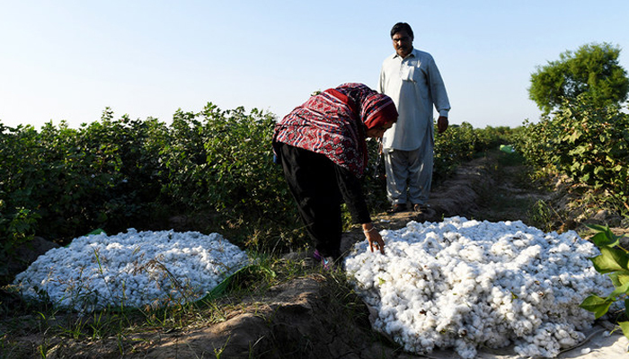 A woman checks cotton at her agriculture field in Qazi Ahmed in Pakistans Sindh province on September 27, 2017. — AFP