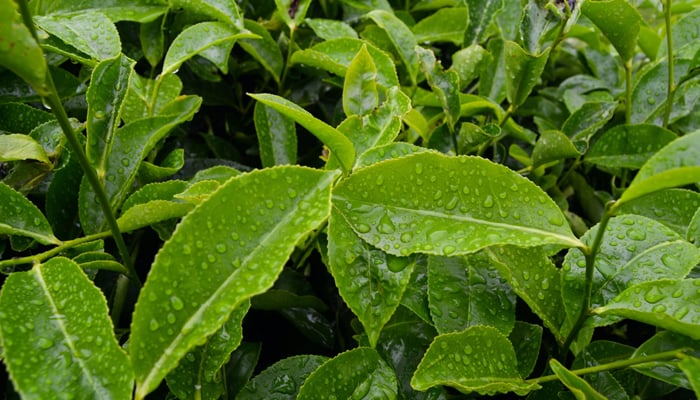A representational image showing tea leaves. — Unsplash/File