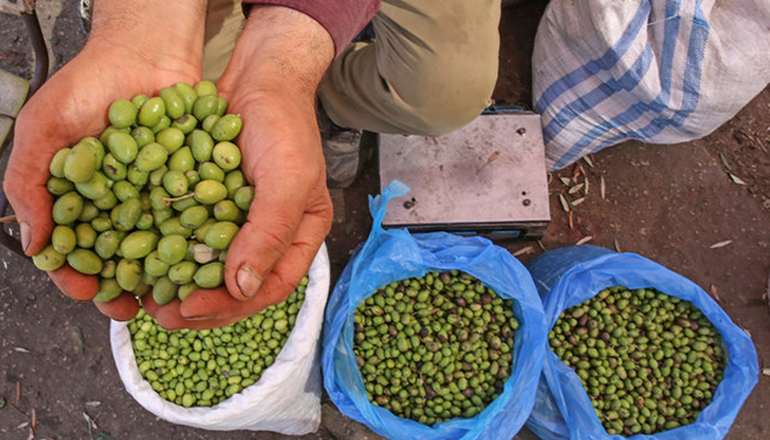 A representational photo of a Palestinian man holding olives at a market in Khan Yunis in the southern Gaza Strip. — AFP/File