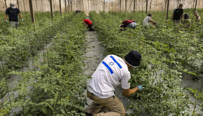 Israeli volunteers tend to plants in a greenhouse growing tomatoes in Moshav Sde Nitzan, in southern Israel near the border with the Gaza Strip, on October 25, 2023. —AFP File