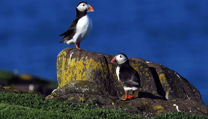 The Atlantic puffin is considered vulnerable to extinction. — AFP File