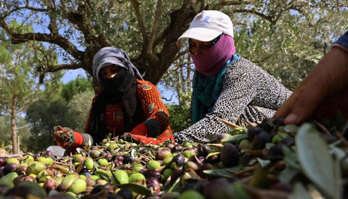 Syrian workers sort freshly harvested olives near the southern Lebanese town of Hasbaya near the border with Israel on October 29, 2023. — AFP