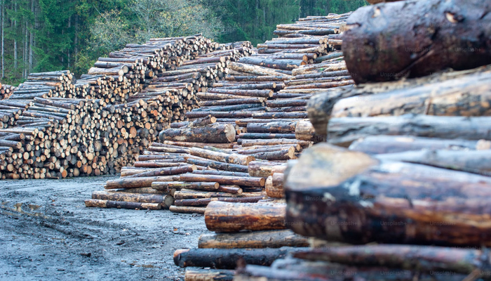 This representational image shows a large number of stems of trees. — Unsplash