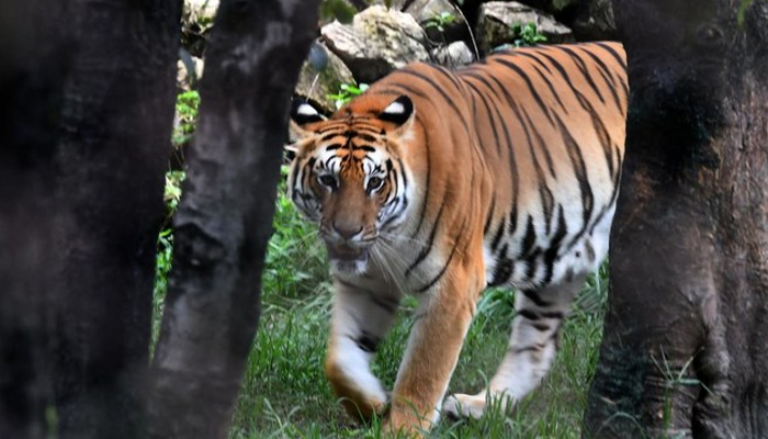 A Royal Bengal tiger roams in its enclosure in Lalitpur, Katmandu. — AFP/File