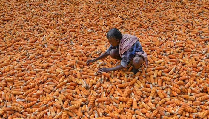 A farmer spreads a harvested crop of maize for drying on the outskirts of Bangalore.—AFP/File