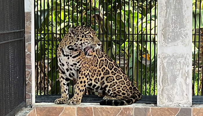 A six-year-old jaguar was a victim of illegal wildlife trafficking on October 6, 2023.— AFP