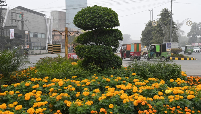 This image shows a sideway of a road in Lahore full of plants and flowers on January 12, 2024. — Facebook/Parks and Horticulture Authority, Lahore