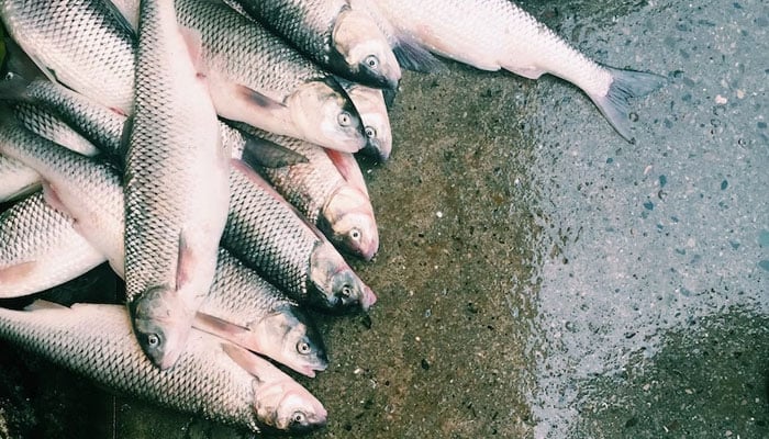 This representational picture shows a bunch of dead fish on a wet surface. — Unsplash/File