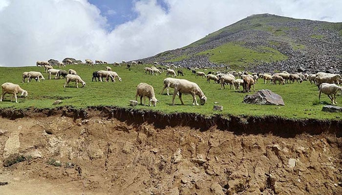 The large number of sheep grazing on the mountain at Badgoi pass between Kalam and Kumrat Valley. — APP/File