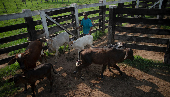 Brazilian farmer drives cattle inside his farm located in the city of Sao Felix do Xingu, Para state, Brazil on September 20, 2021. —  AFP