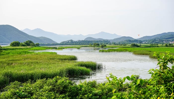 This representational image shows a Wetland somewhere in Korea. — Unsplash