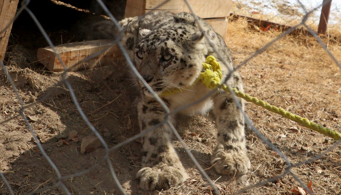 This image shows the Snow Leopard in Afghanistan. — AFP/File