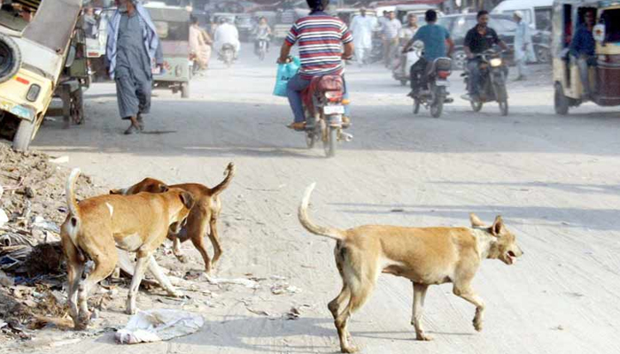 Stray dogs on the roads of Karachi. — via The News/File