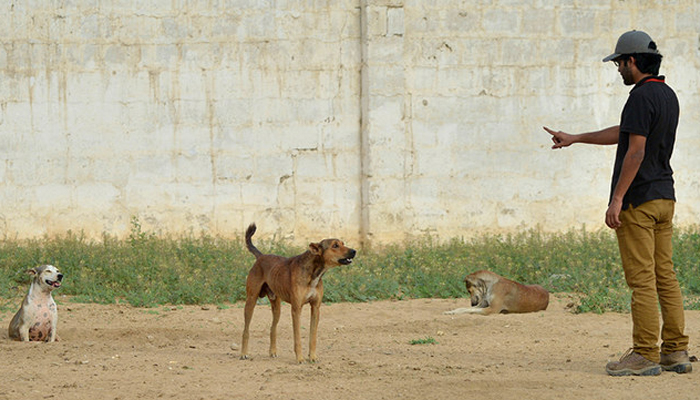 A boy gestures beside stray dogs on the outskirts of Karachi, Pakistan. — AFP/File