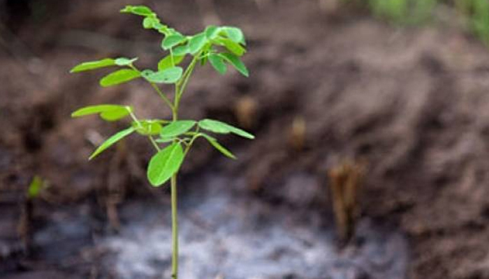 A representational image shows a little plant. — AFP/File