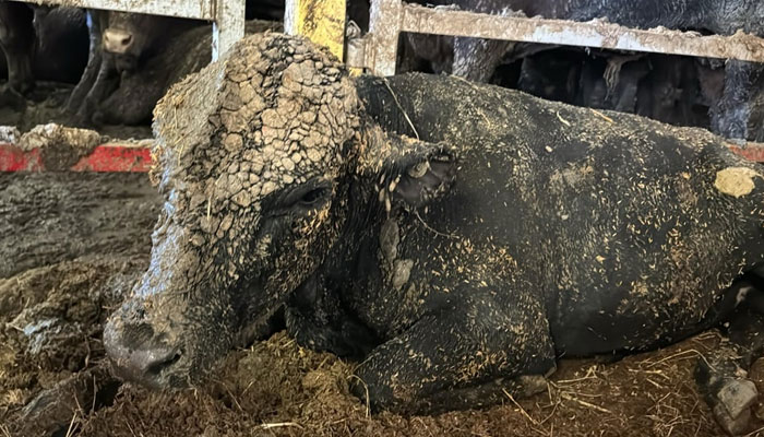 This image shows a Cow covered in its own dirt. — Supplied/SPCA