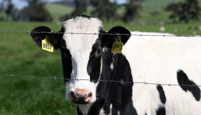 A representational image of a cow at a cattle farm. — AFP/File