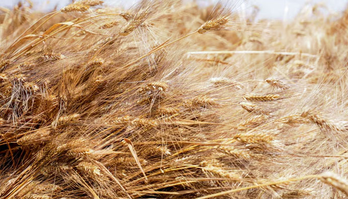 Stalks of wheat are pictured in a field. — REUTERS/File