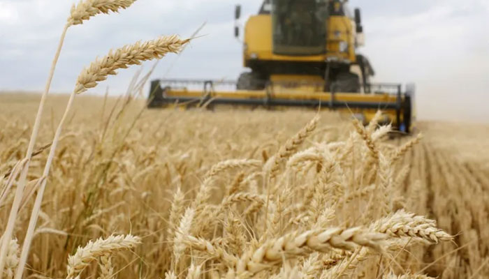 A harvester gathers wheat from a field near the Krasne village in Ukraines Chernihiv area. — AFP/File