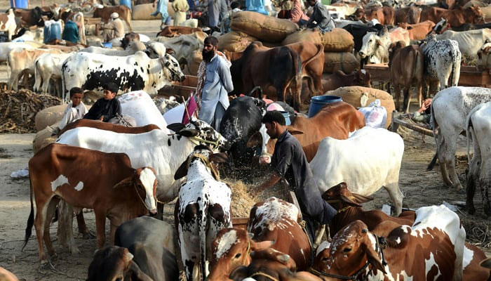 A man feeds cattles at the cattle market on the outskirts of Karachi. — AFP/File