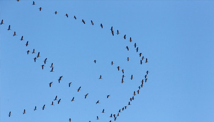 Migratory birds fly through the sky of southern Lebanon March 28, 2021. — Reuters