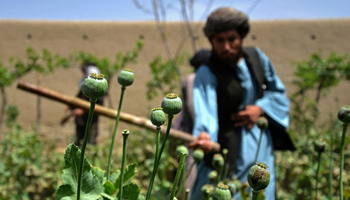 In this photograph taken on April 11, 2023, a Taliban security personnel destroys a poppy plantation in Sher Surkh village of Kandahar province. — AFP/File