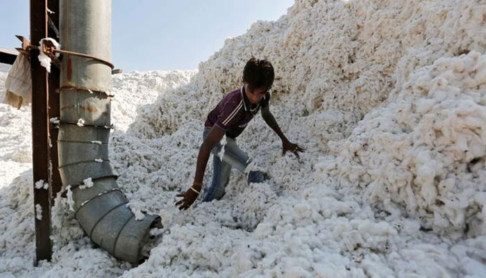 A worker fills a vacuum pipe with cotton to clean it at a cotton processing unit. — Reuters/File