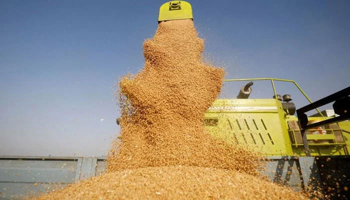 A combine deposits harvested wheat in a tractor trolley at a field. — Reuters/File