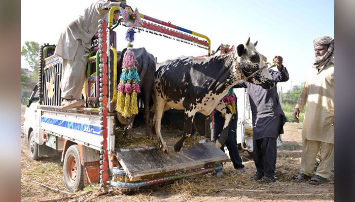 Vendors unloading sacrificial animals in Cattle Market in connection with upcoming Eid-ul-Azha on May 21, 2024. — APP