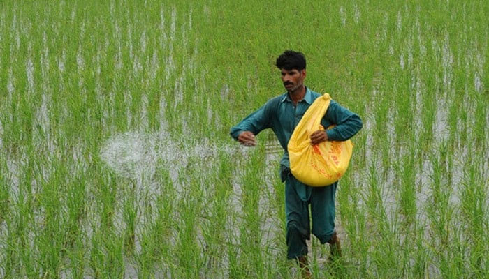 A farmer disperses fertiliser in a rice paddy field on the outskirts of Lahore. — AFP/File